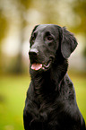 Flat Coated Retriever Portrait