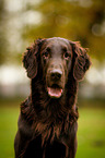 Flat Coated Retriever Portrait