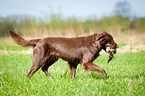 Flat Coated Retriever auf Entenjagd