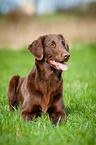 liegender Flat Coated Retriever