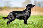 stehender Flat Coated Retriever