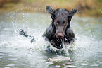 rennender Flat Coated Retriever