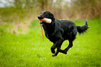 Flat Coated Retriever apportiert Dummy