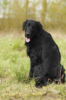 sitzender Flat Coated Retriever