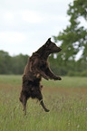 springender Flat Coated Retriever