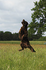 springender Flat Coated Retriever