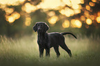 Flat Coated Retriever Welpe