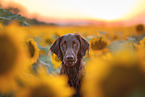 Flat Coated Retriever Rde