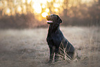 Flat Coated Retriever Hndin