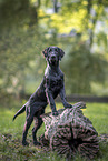 schwarzer Flat Coated Retriever