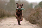 Flat Coated Retriever