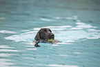 Flat Coated Retriever