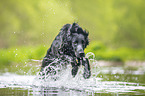 schwarzer Flat Coated Retriever