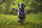 schwarzer Flat Coated Retriever