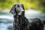 schwarzer Flat Coated Retriever