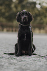 Flat Coated Retriever