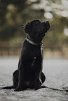 Flat Coated Retriever