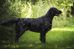 Flat Coated Retriever