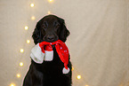 Flat Coated Retriever in Weihnachtsdeko