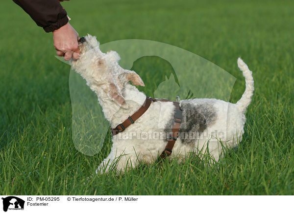Foxterrier / Fox Terrier / PM-05295