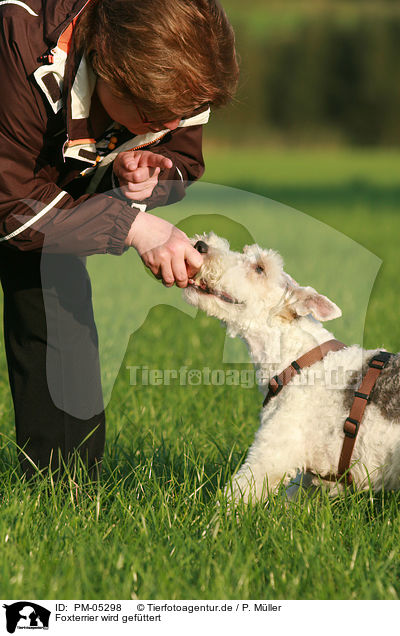 Foxterrier wird gefttert / feeding a Fox Terrier / PM-05298