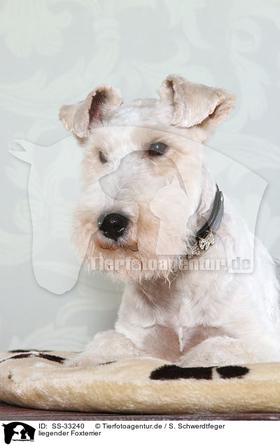 liegender Foxterrier / lying Fox Terrier / SS-33240