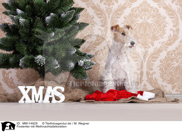 Foxterrier mit Weihnachtsdekoration / MW-14829