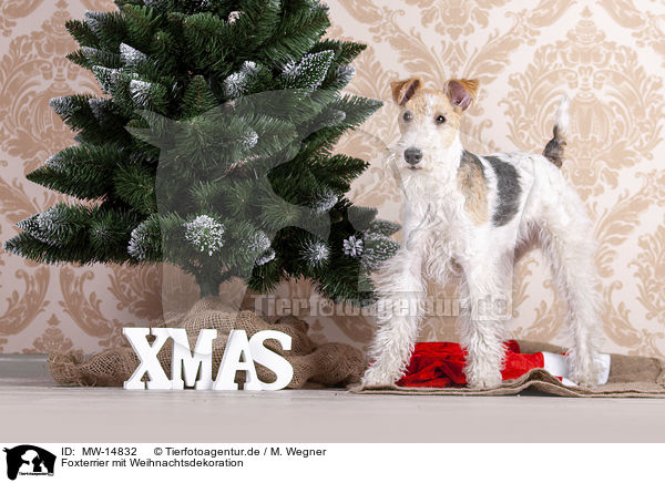 Foxterrier mit Weihnachtsdekoration / MW-14832