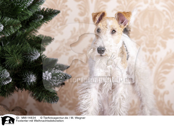 Foxterrier mit Weihnachtsdekoration / Fox terrier with christmas decoration / MW-14834