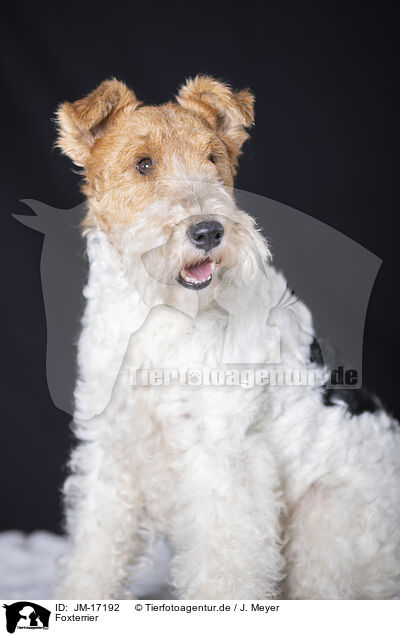 Foxterrier / Fox Terrier / JM-17192