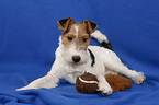 Foxterrier Welpe