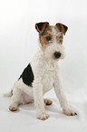 Foxterrier Welpe