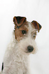 Foxterrier Welpe