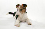 Foxterrier Welpe