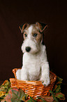 Foxterrier Welpe