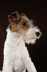 Foxterrier Welpe