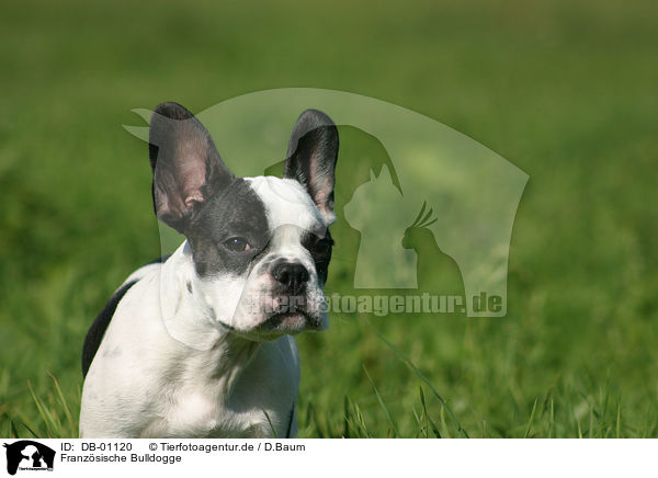 Franzsische Bulldogge / french bulldog / DB-01120