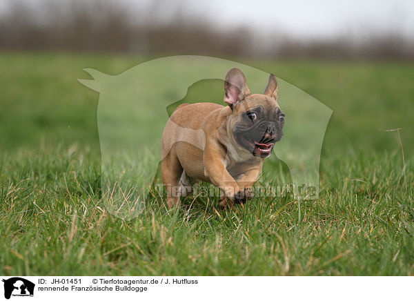 rennende Franzsische Bulldogge / running French Bulldog / JH-01451
