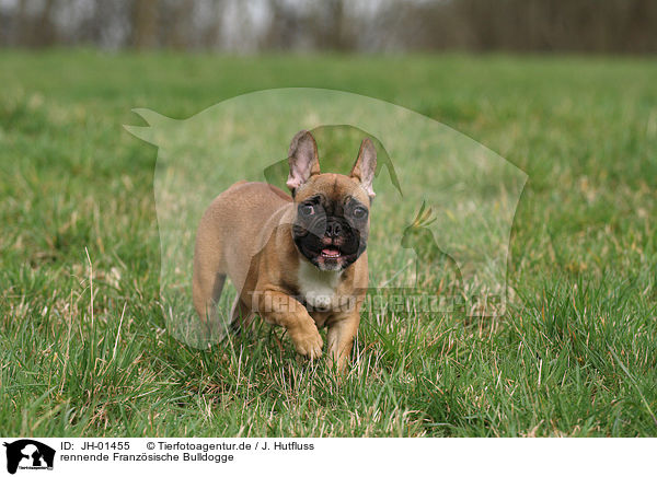 rennende Franzsische Bulldogge / running French Bulldog / JH-01455