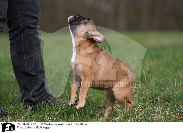 Franzsische Bulldogge / French Bulldog / JH-01456