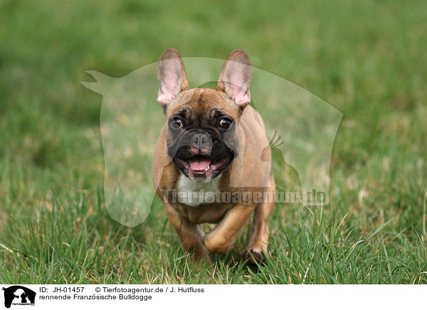 rennende Franzsische Bulldogge / running French Bulldog / JH-01457