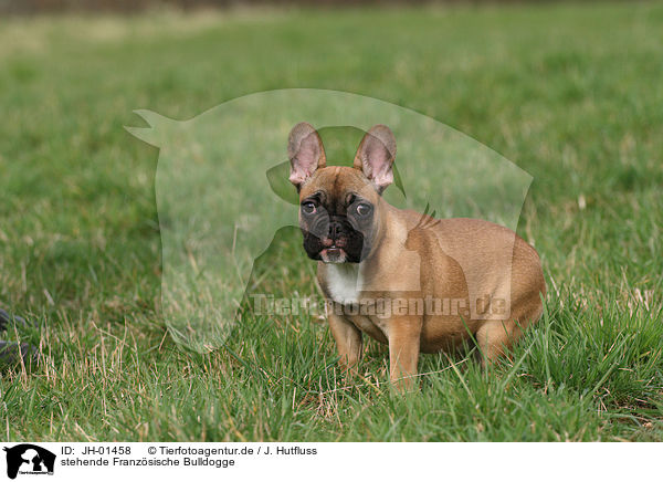 stehende Franzsische Bulldogge / standing French Bulldog / JH-01458