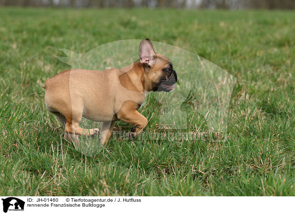 rennende Franzsische Bulldogge / running French Bulldog / JH-01460