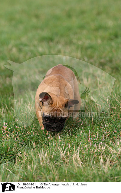 Franzsische Bulldogge / French Bulldog / JH-01461