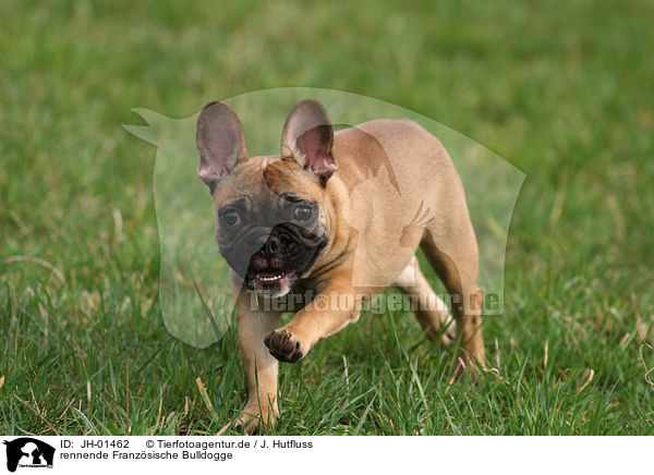 rennende Franzsische Bulldogge / running French Bulldog / JH-01462