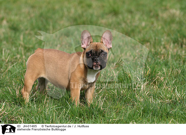 stehende Franzsische Bulldogge / standing French Bulldog / JH-01465