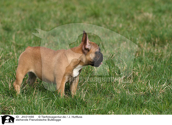 stehende Franzsische Bulldogge / standing French Bulldog / JH-01466