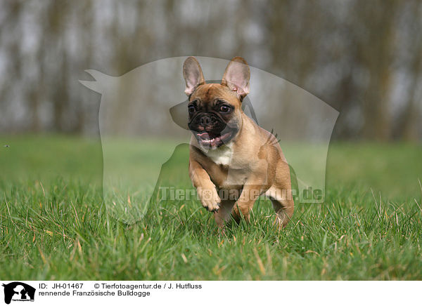 rennende Franzsische Bulldogge / running French Bulldog / JH-01467