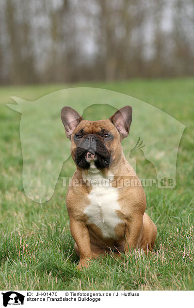 sitzende Franzsische Bulldogge / sitting French Bulldog / JH-01470