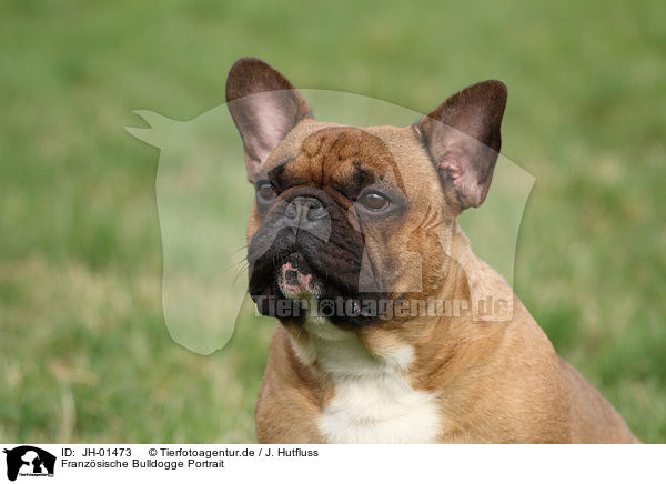 Franzsische Bulldogge Portrait / French Bulldog Portrait / JH-01473